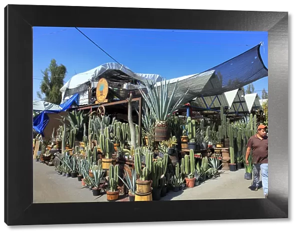 Cactuses on flower market, Cuemanco, Mexico DF, Mexico