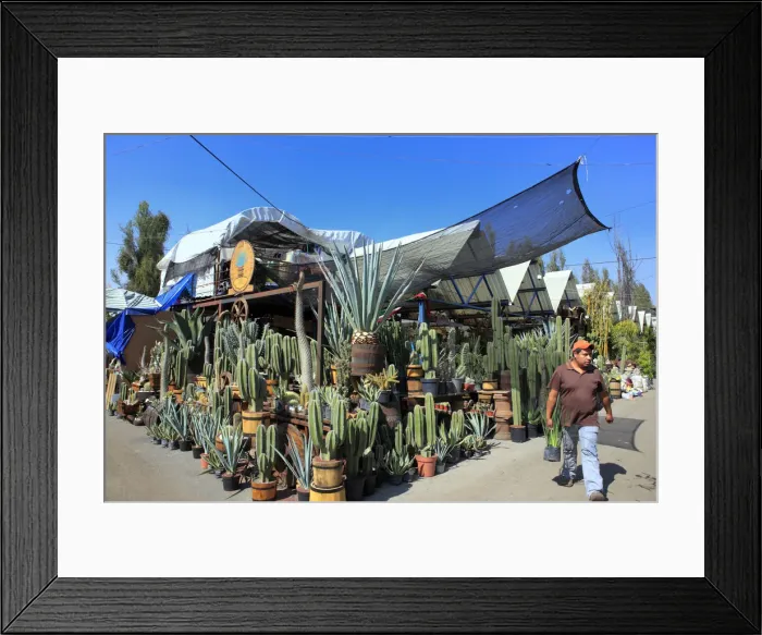 Framed Print : Cactuses on flower market, Cuemanco, Mexico DF, Mexico Framed Print : Cactuses on flower market, Cuemanco, Mexico DF, Mexico