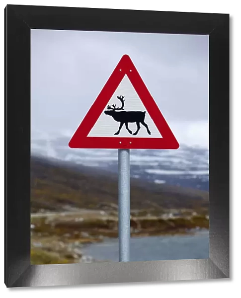 Reindeer road sign on mountain pass, Breiddalen, More og Romsdal, Norway