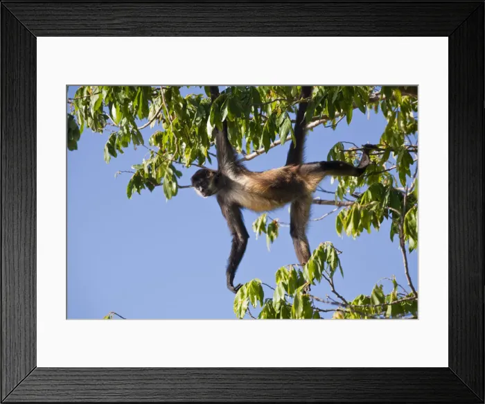 Framed Print : Nicaragua, Granada, Las Isletas, Howler monkey Framed Print : Nicaragua, Granada, Las Isletas, Howler monkey