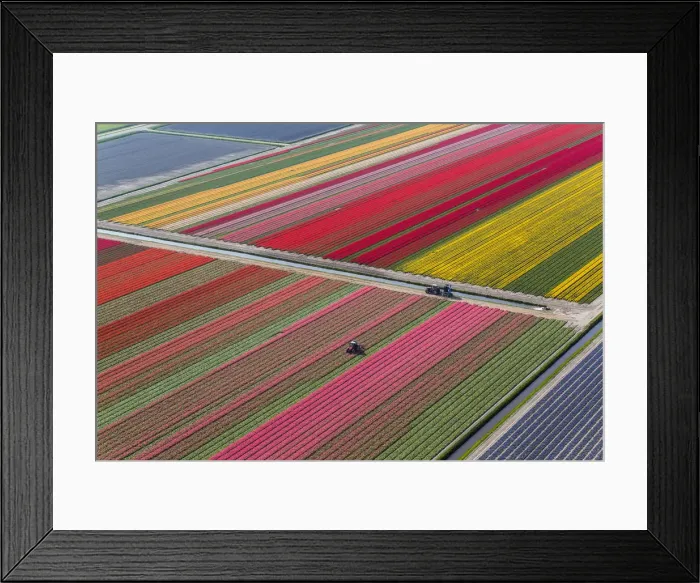 Framed Print : Tractor in tulip fields, North Holland, Netherlands Framed Print : Tractor in tulip fields, North Holland, Netherlands