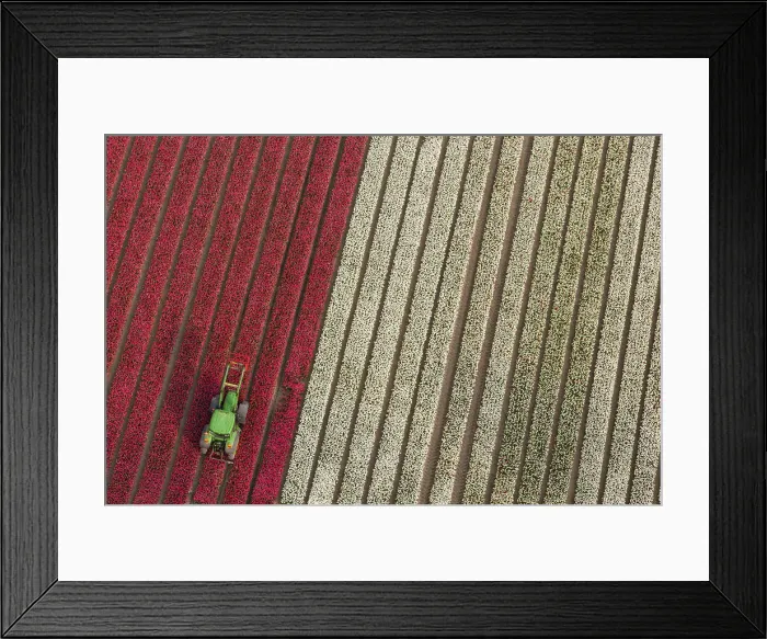 Framed Print : Tractor in tulip fields, North Holland, Netherlands Framed Print : Tractor in tulip fields, North Holland, Netherlands