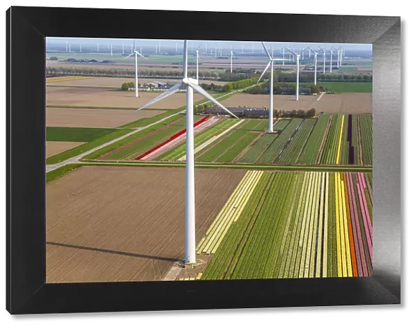 Wind turbines & tulip fields, N. Holland, Netherlands