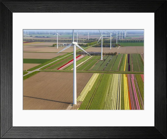 Framed Print : Wind turbines & tulip fields, N. Holland, Netherlands