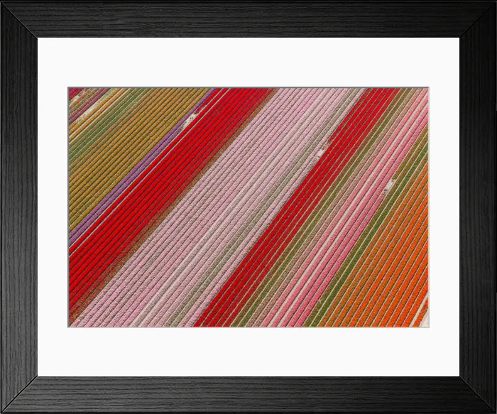 Framed Print : Tulip fields, North Holland, Netherlands Framed Print : Tulip fields, North Holland, Netherlands