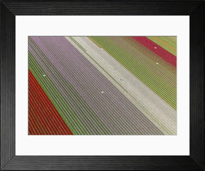 Framed Print : Worker in tulip fields, North Holland, Netherlands Framed Print : Worker in tulip fields, North Holland, Netherlands