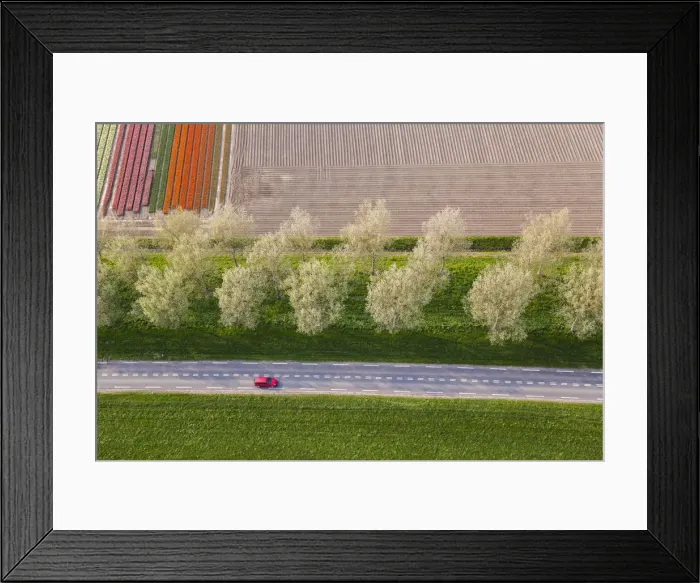Framed Print : Road & tulip fields, N. Holland, Netherlands Framed Print : Road & tulip fields, N. Holland, Netherlands