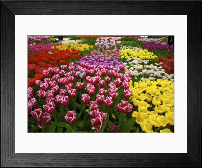 Framed Print : Keukenhof, Lisse, The Netherlands Framed Print : Keukenhof, Lisse, The Netherlands