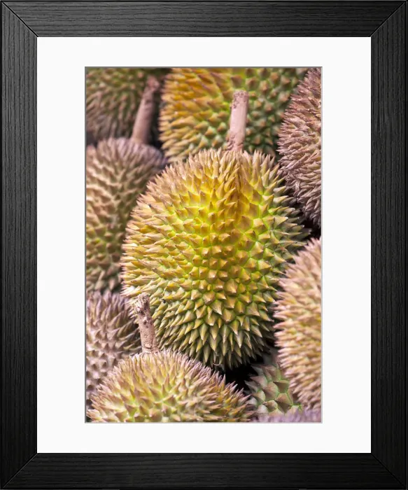Framed Print : Durian Fruit, Jalan Petaling Night Market Chinatown Kuala Lumpur Malaysia Framed Print : Durian Fruit, Jalan Petaling Night Market Chinatown Kuala Lumpur Malaysia