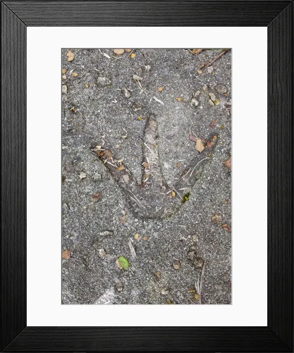 Framed Print : Moa footprint, Karamea, West Coast, South Island, New Zealand Framed Print : Moa footprint, Karamea, West Coast, South Island, New Zealand
