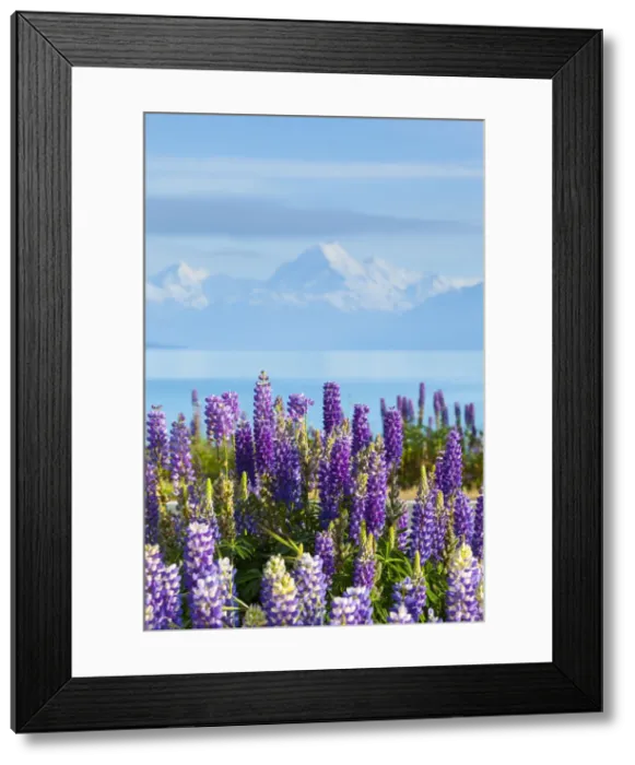 Framed Print : Mount Cook (Aoraki) and wild Lupins, Lake Pukaki, Mackenzie Country, Canterbury, South Framed Print : Mount Cook (Aoraki) and wild Lupins, Lake Pukaki, Mackenzie Country, Canterbury, South