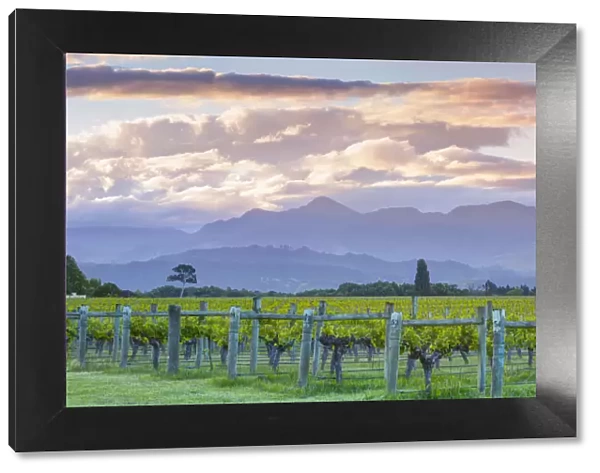 Picturesque Vineyard illuminated at sunset, Blenheim, Marlborough, South Island, New