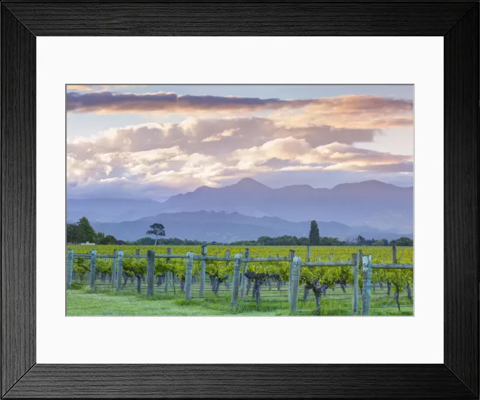 Framed Print : Picturesque Vineyard illuminated at sunset, Blenheim, Marlborough, South Island, New Framed Print : Picturesque Vineyard illuminated at sunset, Blenheim, Marlborough, South Island, New