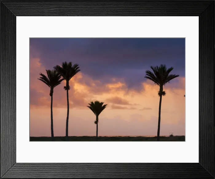 Framed Print : Nikau Palm silhouettes at sunset, Karamea, West Coast, South Island, New Zealand Framed Print : Nikau Palm silhouettes at sunset, Karamea, West Coast, South Island, New Zealand