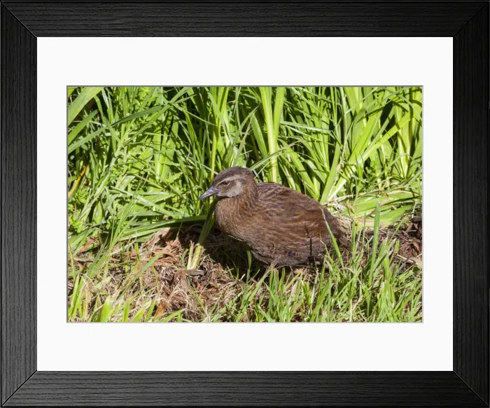 Framed Print : Native Weka chick, Karamea, West Coast, South Island, New Zealand Framed Print : Native Weka chick, Karamea, West Coast, South Island, New Zealand