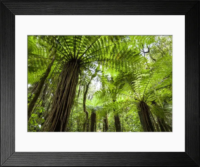 Framed Print : Mamaku ferms, Karamea, West Coast, South Island, New Zealand Framed Print : Mamaku ferms, Karamea, West Coast, South Island, New Zealand