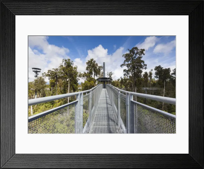 Framed Print : New Zealand, South Island, West Coast, Hokitika, West Coast Treetops Walkway, elevated Framed Print : New Zealand, South Island, West Coast, Hokitika, West Coast Treetops Walkway, elevated