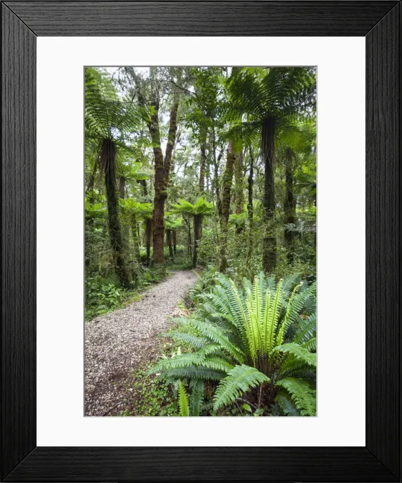 Framed Print : Subtropical Rainforest, Karamea, West Coast, South Island, New Zealand Framed Print : Subtropical Rainforest, Karamea, West Coast, South Island, New Zealand