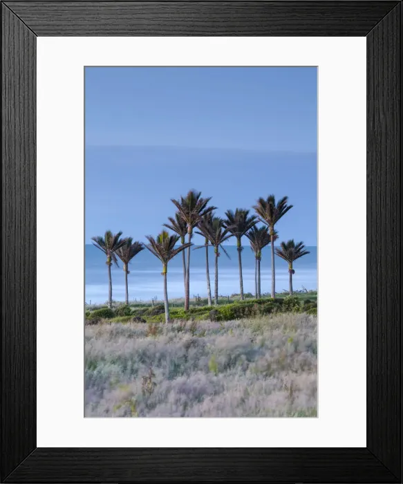 Framed Print : Coastal Nikau Stand, Karamea, West Coast, South Island, New Zealand Framed Print : Coastal Nikau Stand, Karamea, West Coast, South Island, New Zealand