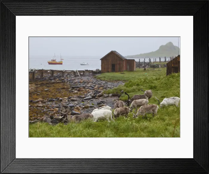 Framed Print : Reindeer in coastal landscape, Nordkapp, Finnmark, Norway Framed Print : Reindeer in coastal landscape, Nordkapp, Finnmark, Norway