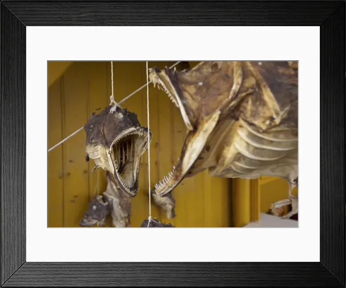 Framed Print : Fish Head Detail, Nusfjord, Flakstadoy, Lofoten Islands, Nordland, Norway Framed Print : Fish Head Detail, Nusfjord, Flakstadoy, Lofoten Islands, Nordland, Norway