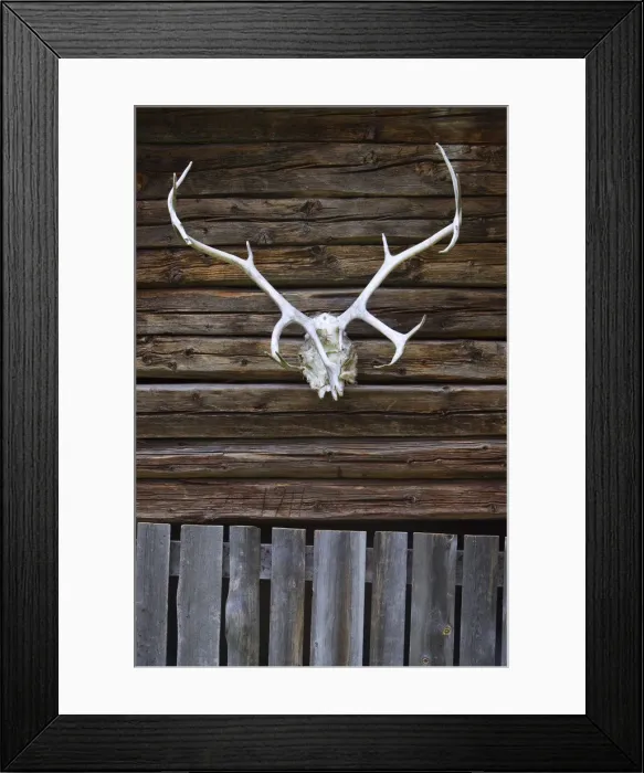 Framed Print : Engholm Husky Centre, Karajok, Finnmark, Norway Framed Print : Engholm Husky Centre, Karajok, Finnmark, Norway
