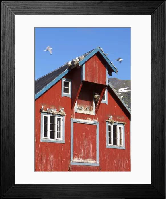 Framed Print : Traditional Fishing Warehouse and Nesting Seagulls, A, Moskenesoy, Lofoten, Nordland
