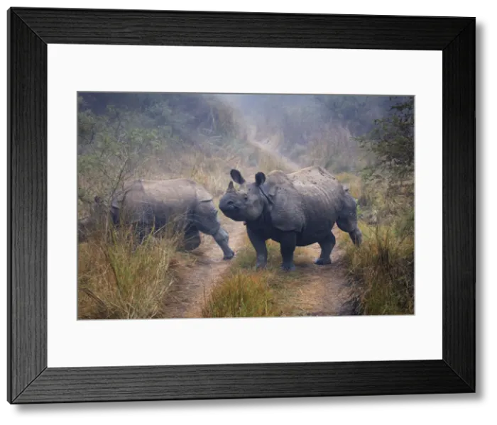 Framed Print : Nepal, Chitwan National Park, Rhino (Rhinoceros unicornis) Framed Print : Nepal, Chitwan National Park, Rhino (Rhinoceros unicornis)
