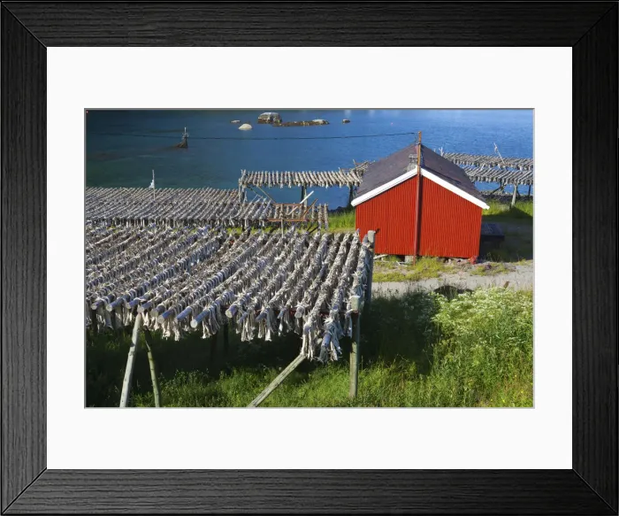 Framed Print : Cod drying on racks, Moskenes, Moskenesoy, Lofoten, Nordland, Norway Framed Print : Cod drying on racks, Moskenes, Moskenesoy, Lofoten, Nordland, Norway