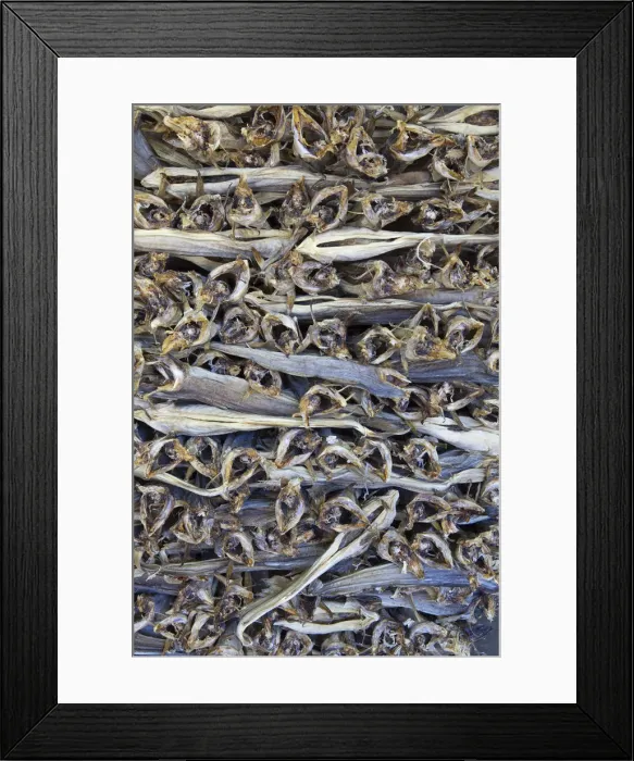 Framed Print : Dried Cod, stacked and ready for export, Moskenes, Moskenesoy, Lofoten, Nordland, Norway Framed Print : Dried Cod, stacked and ready for export, Moskenes, Moskenesoy, Lofoten, Nordland, Norway