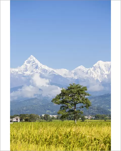 Nepal, Pokara, View of Machupuchara