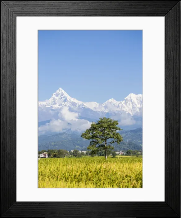 Framed Print : Nepal, Pokara, View of Machupuchara Framed Print : Nepal, Pokara, View of Machupuchara