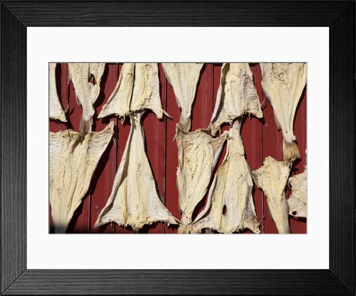 Framed Print : Dried Cod, Moskenes, Moskenesoy, Lofoten, Nordland, Norway Framed Print : Dried Cod, Moskenes, Moskenesoy, Lofoten, Nordland, Norway