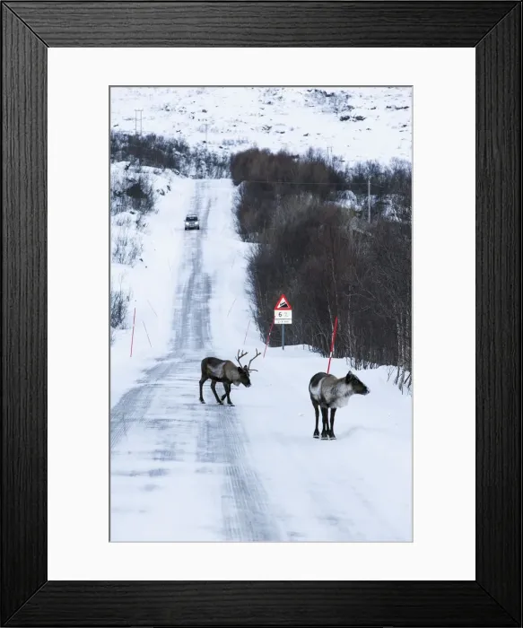 Framed Print : Reindeer, Kvaloya, Troms region, Norway Framed Print : Reindeer, Kvaloya, Troms region, Norway
