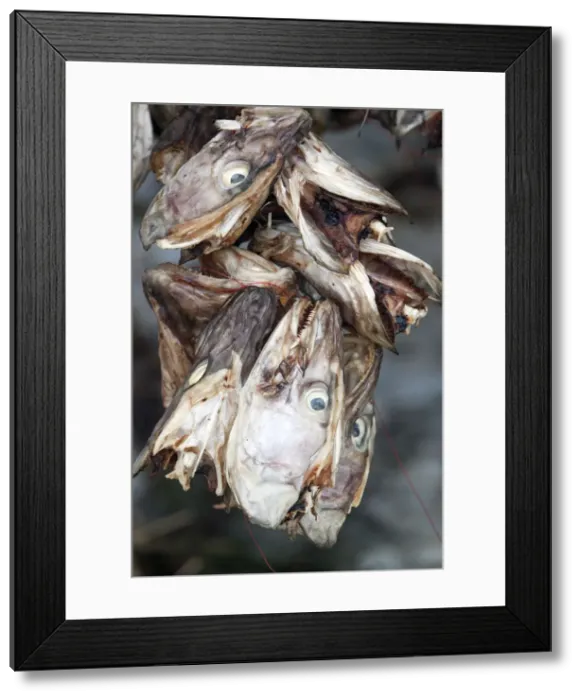 Framed Print : Stockfish (Cod) drying on wooden racks, Lofoten, Nordland, Norway Framed Print : Stockfish (Cod) drying on wooden racks, Lofoten, Nordland, Norway