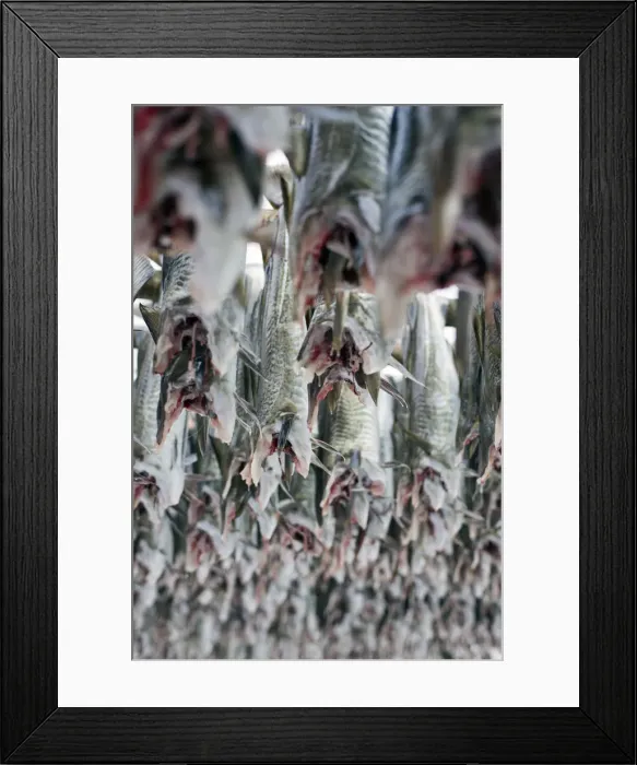 Framed Print : Stockfish (Cod) drying on wooden racks, Lofoten, Nordland, Norway Framed Print : Stockfish (Cod) drying on wooden racks, Lofoten, Nordland, Norway
