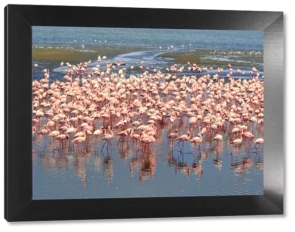 Namibia, Wallis Bay, Flocks of Pink Flamingoes congregating at Wallis Bay Lagoon
