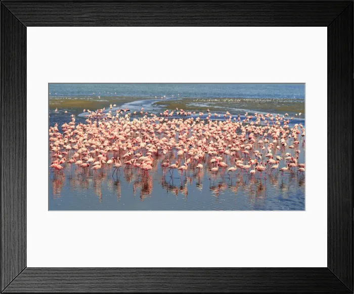 Framed Print : Namibia, Wallis Bay, Flocks of Pink Flamingoes congregating at Wallis Bay Lagoon Framed Print : Namibia, Wallis Bay, Flocks of Pink Flamingoes congregating at Wallis Bay Lagoon