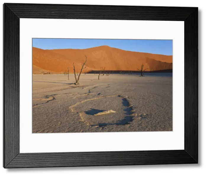 Framed Print : Dead trees in dried clay pan, Namib Naukluft National Park, Namibia Framed Print : Dead trees in dried clay pan, Namib Naukluft National Park, Namibia