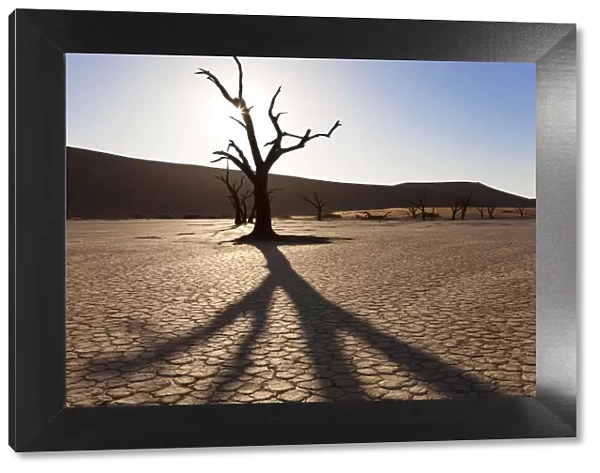 Dead trees in dried clay pan, Namib Naukluft National Park, Namibia
