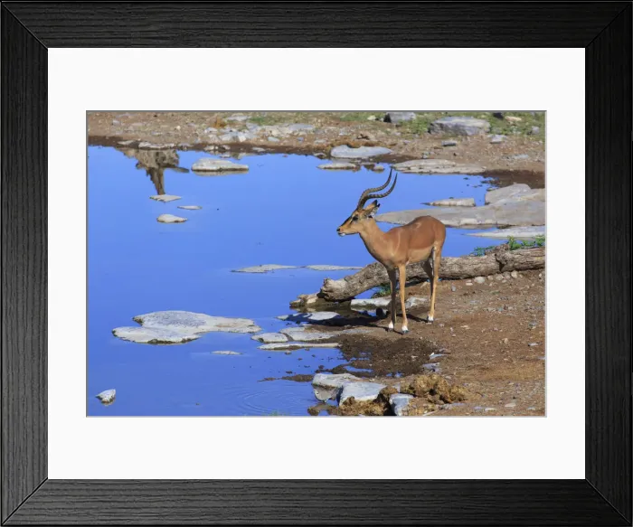 Framed Print : Namibia, Etosha National Park, Moringa Waterhole, Impalas (Aepyceros melampus) Framed Print : Namibia, Etosha National Park, Moringa Waterhole, Impalas (Aepyceros melampus)