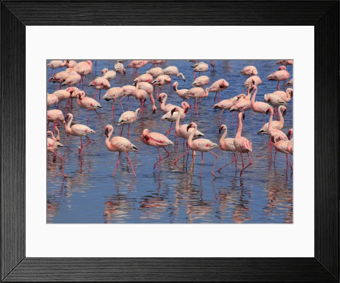Framed Print : Namibia, Walvis Bay, Pink Flamingos (Phoenicopterus ruber) inside the Walvis Bay Lagoon