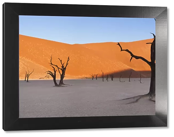 Dead trees in dried clay pan, Namib Naukluft National Park, Namibia