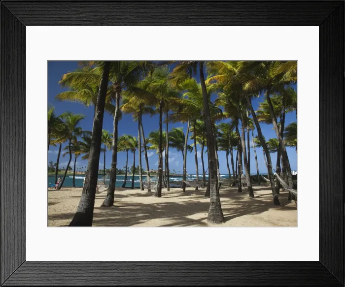 Framed Print : Puerto Rico, San Juan, beach palms by Atlantic Ocean Framed Print : Puerto Rico, San Juan, beach palms by Atlantic Ocean