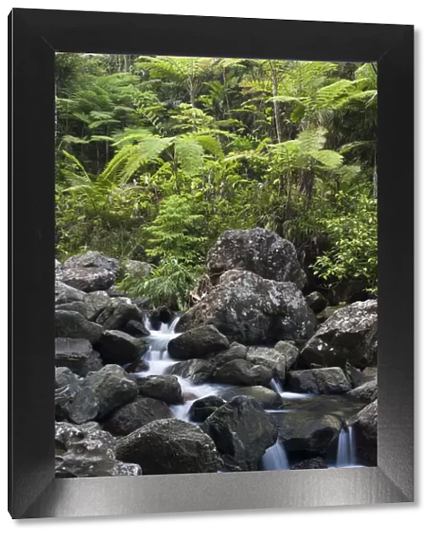 Puerto Rico, Central Mountains, El Yunque National Forest, Rainforest