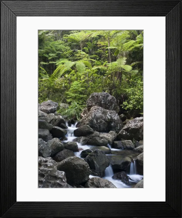 Framed Print : Puerto Rico, Central Mountains, El Yunque National Forest, Rainforest Framed Print : Puerto Rico, Central Mountains, El Yunque National Forest, Rainforest
