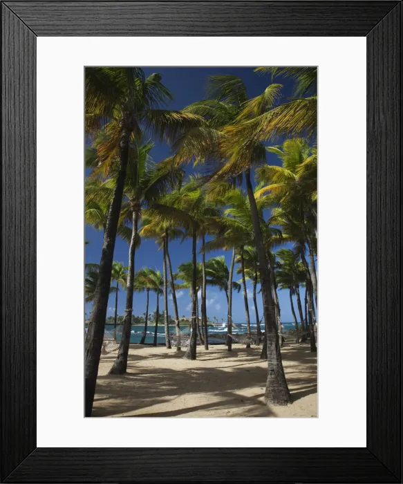 Framed Print : Puerto Rico, San Juan, beach palms by Atlantic Ocean Framed Print : Puerto Rico, San Juan, beach palms by Atlantic Ocean