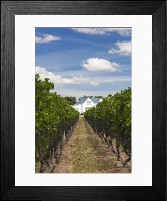 Framed Print : New Zealand, North Island, Martinborough, Wairapapa Region, vineyard Framed Print : New Zealand, North Island, Martinborough, Wairapapa Region, vineyard