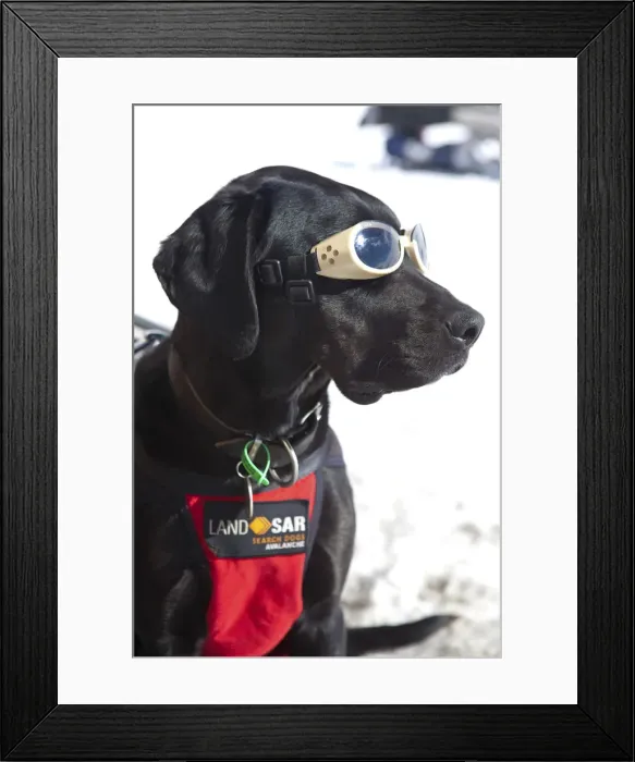 Framed Print : Alpine Search & Rescue Dog, Treble Cone, Wanaka, Central Otago, South Island, New Zealand Framed Print : Alpine Search & Rescue Dog, Treble Cone, Wanaka, Central Otago, South Island, New Zealand