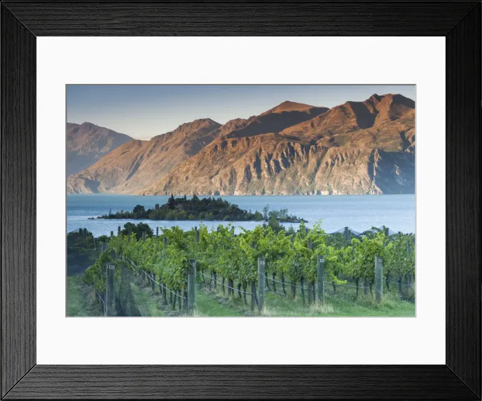 Framed Print : New Zealand, South Island, Otago, Wanaka, vineyard on Lake Wanaka Framed Print : New Zealand, South Island, Otago, Wanaka, vineyard on Lake Wanaka